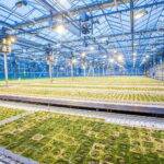 5 Reasons Why Architecture Plays an Important Role for Food Plants