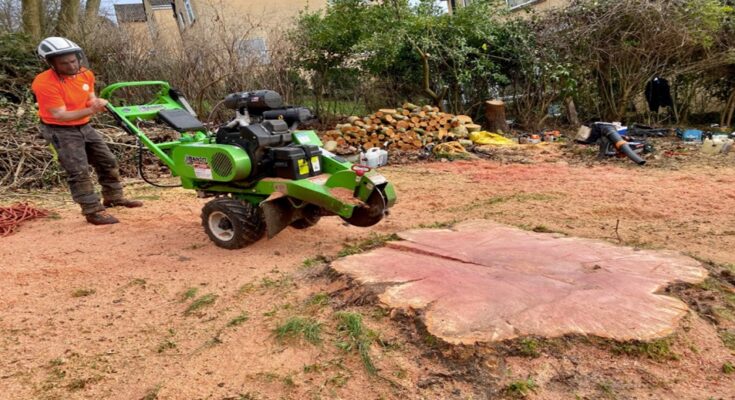 stump grinding in Gold Coast